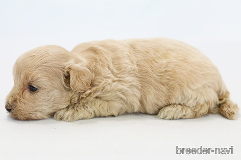 成約済の神奈川県のミックス犬-258037の2枚目